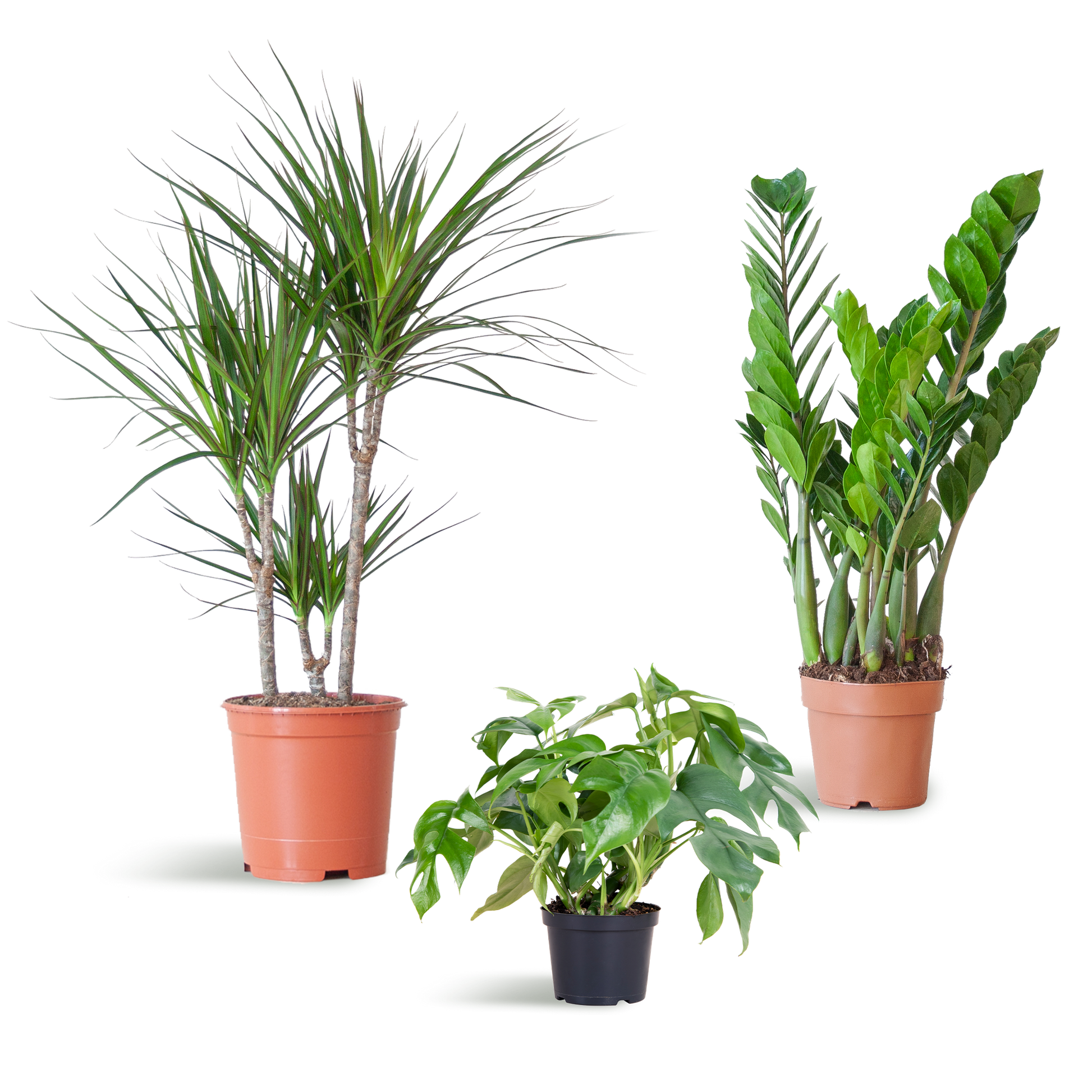 Shade Plant Box - medium - ohne Dekotopf