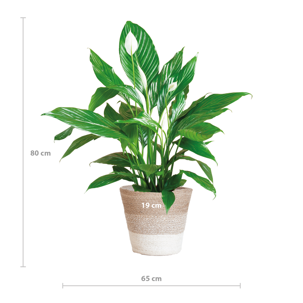 Spathiphyllum mit Korb Lissabon weiß - 80cm - Ø21