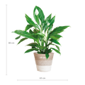 Spathiphyllum mit Korb Lissabon weiß - 80cm - Ø21