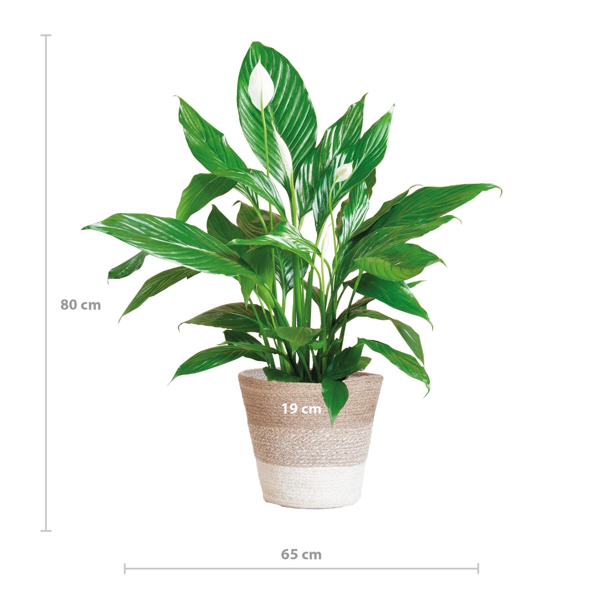 Spathiphyllum (Friedenslilie) mit Lissabon-Korb Weiß – 80 cm – Ø21 cm