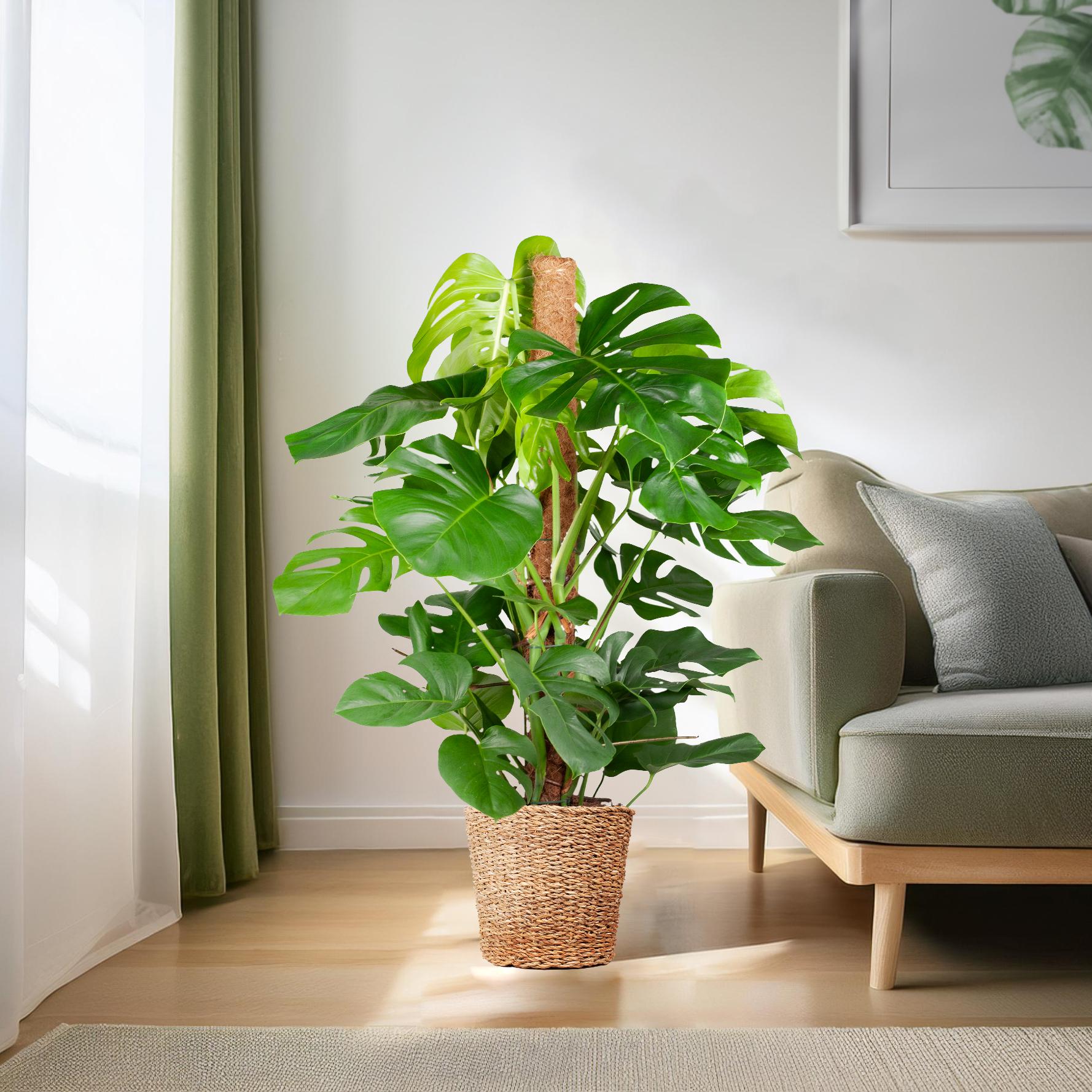 Monstera deliciosa (Fensterblatt) XL mit Torun-Korb – 120 cm – Ø24 cm