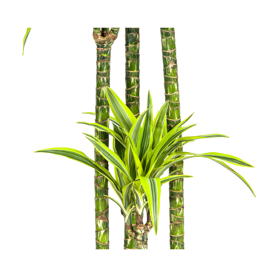 Dracaena deremensis Lemon Lime (Drachenbaum) Ø27 cm – ca. 170–190 cm