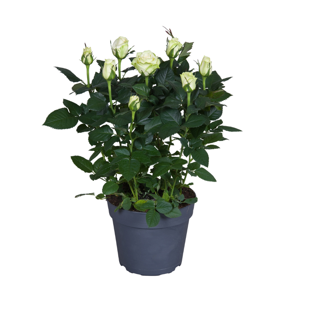 Topfrose Weiß – Ø17 cm – ca. 45 cm