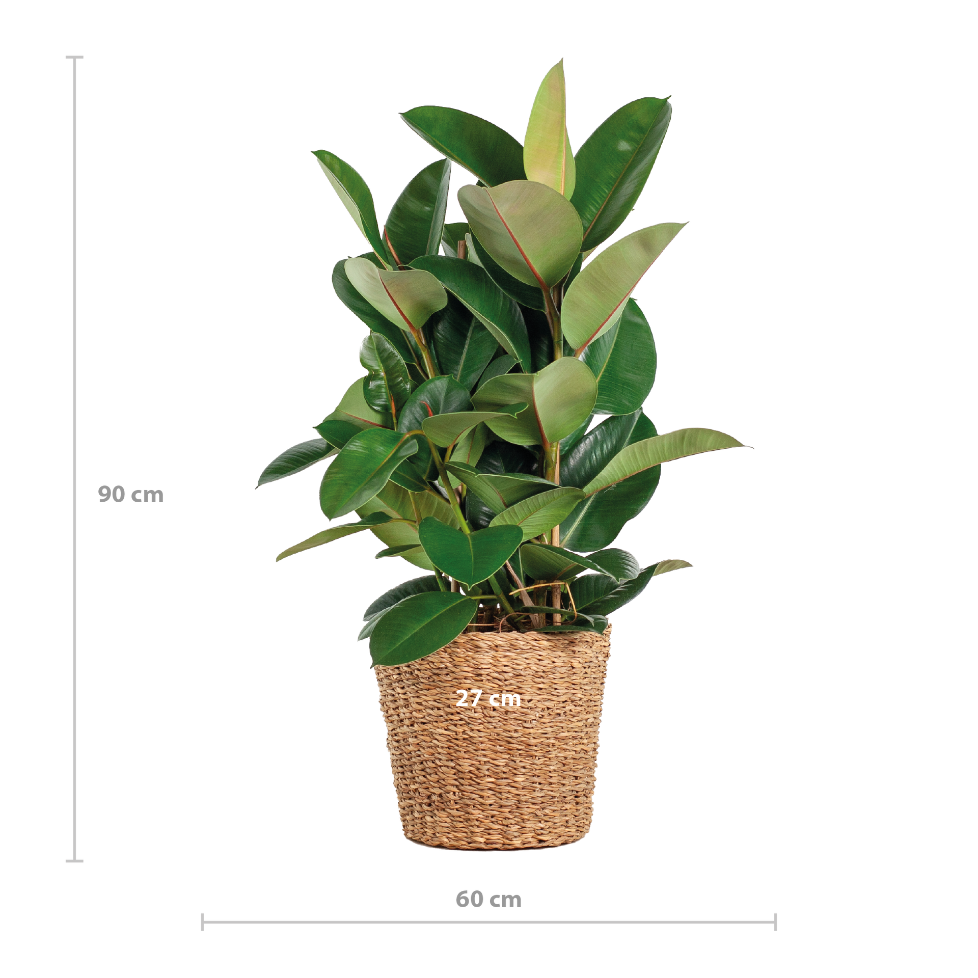 Ficus elastica Robusta (Gummibaum) XL mit Torun-Korb
