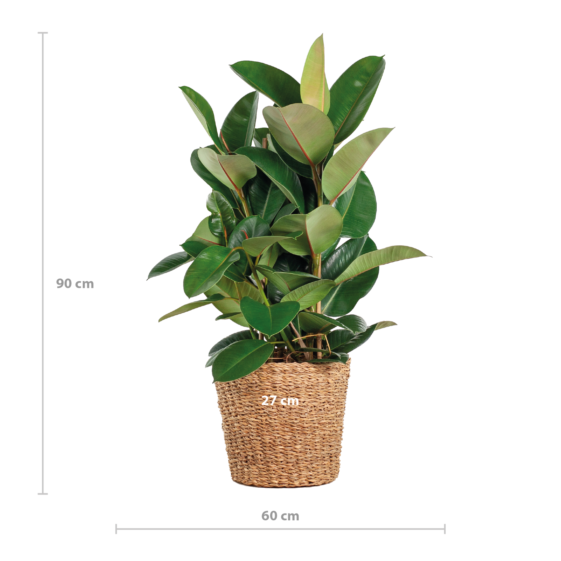 Ficus Elastica Robusta XL mit Korb Torun - 90cm - Ø27