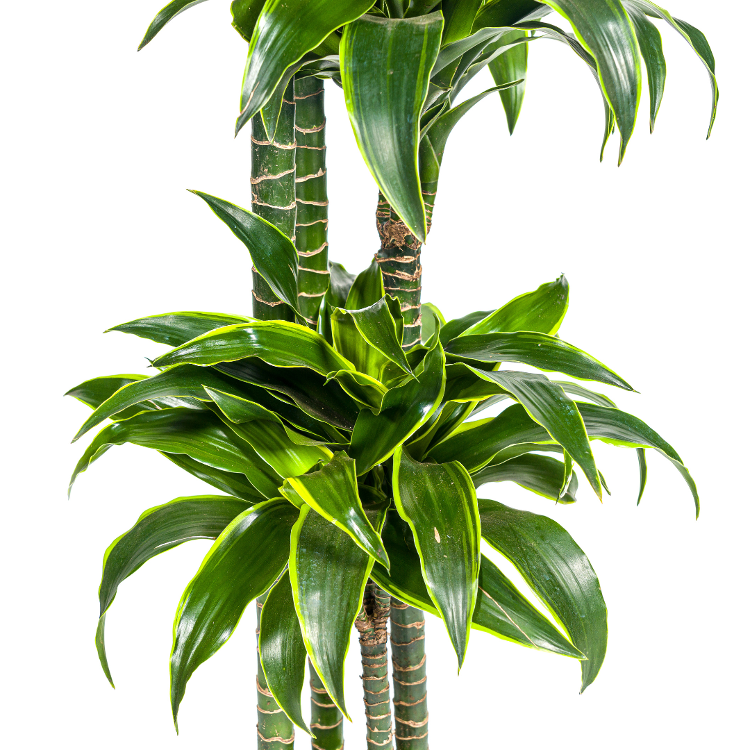 Dracaena deremensis Dorado (Drachenbaum)