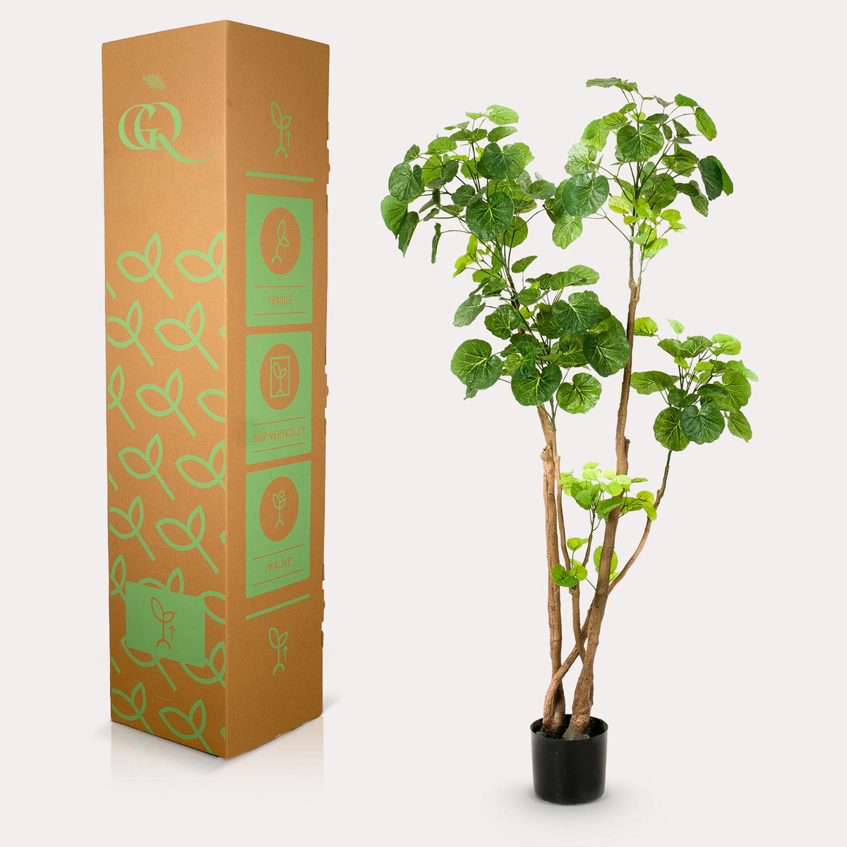 Kunstpflanze - Polyscias - Aralia
