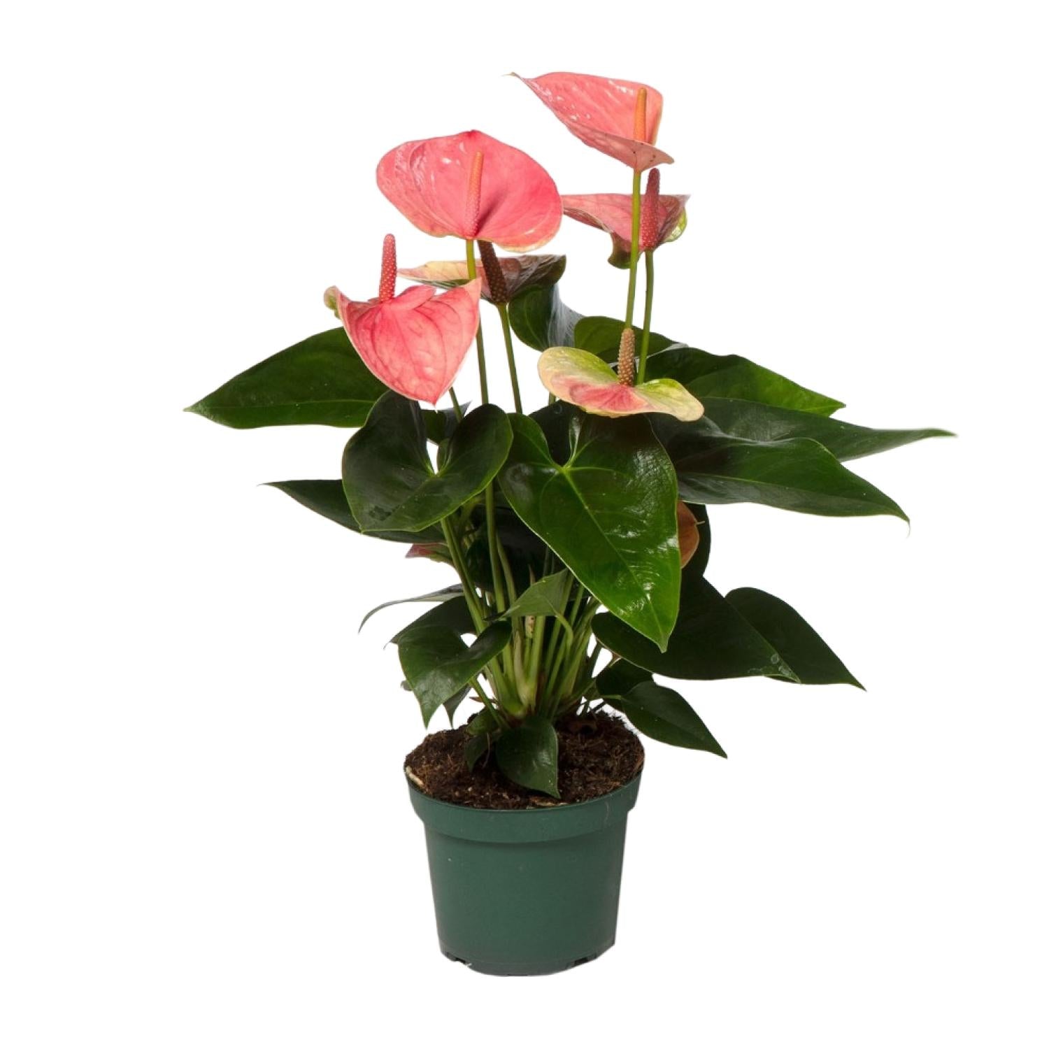 Anthurium Sweet Dream (Flamingoblume) – Ø12 cm – ca. 35 cm