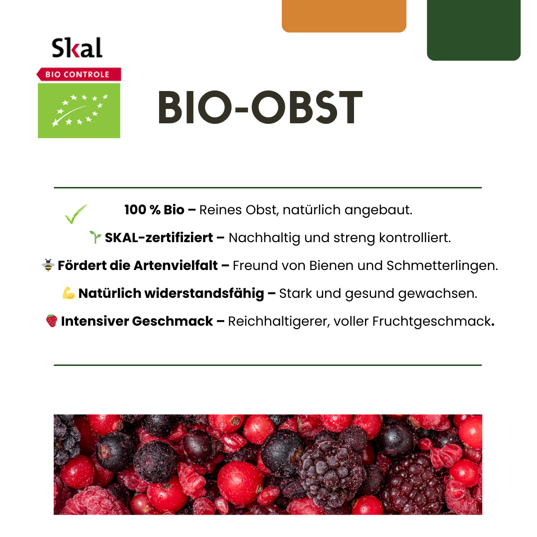 6 selbstbestäubende Bio-Kiwipflanzen (Actinidia deliciosa)