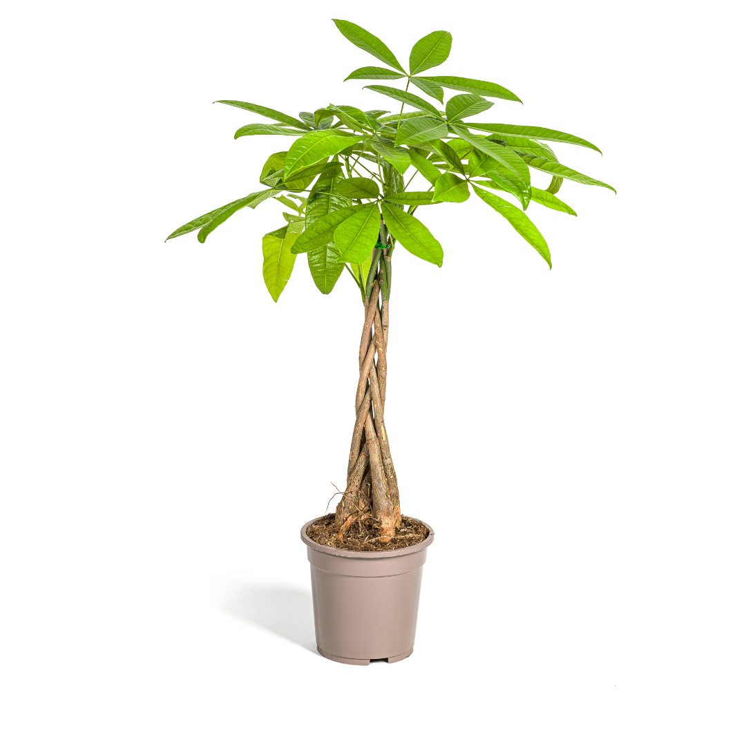 Pachira aquatica (Glückskastanie) Ø19 cm – ca. 70–90 cm