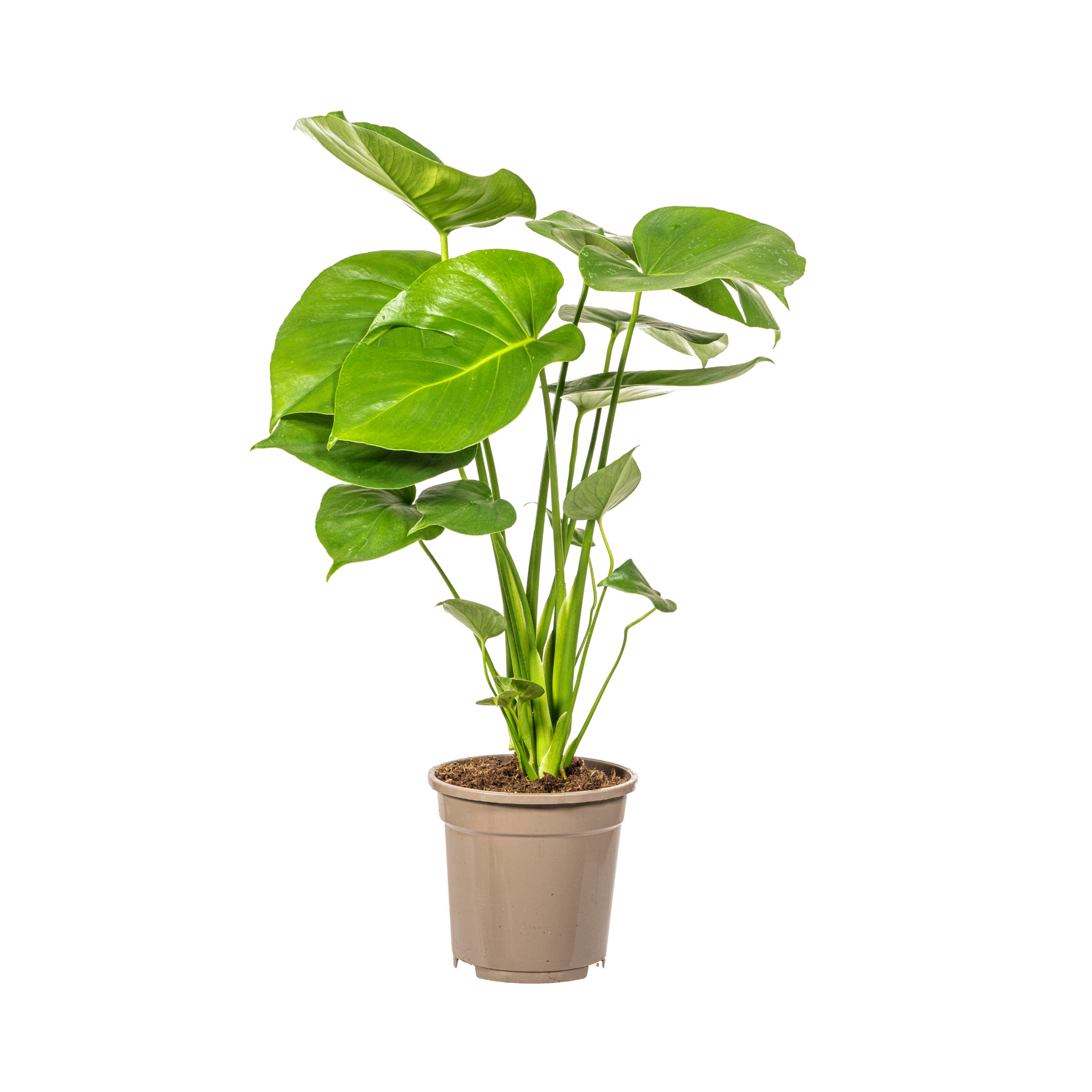 Monstera deliciosa Tauerii (Fensterblatt) Ø17 cm – ca. 50–70 cm