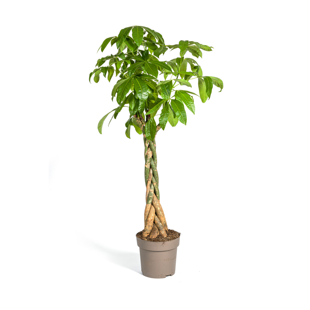Pachira aquatica (Glückskastanie) Ø30 cm – ca. 160–180 cm