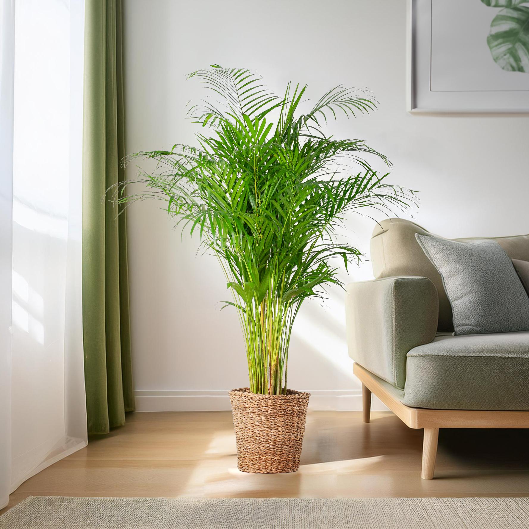Areca-Palme (Goldfruchtpalme) XL mit Torun-Korb