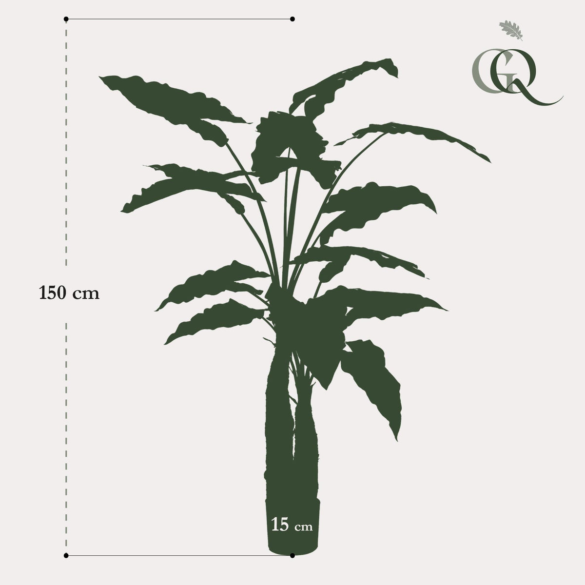 Kunstpflanze - Alocasia