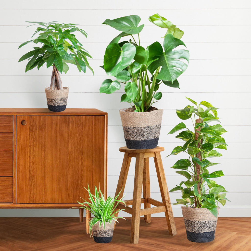 Pflegeleichter Pflanzkasten – medium – mit Korb Lissabon schwarz - Ø12