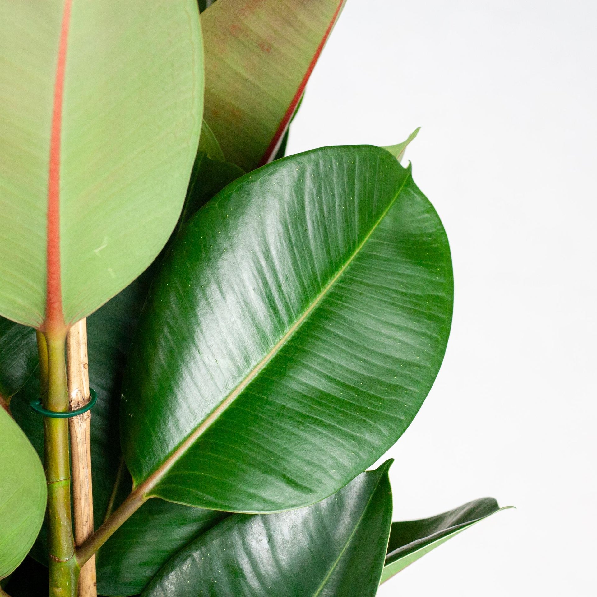 Ficus elastica Robusta (Gummibaum) XL mit Torun-Korb