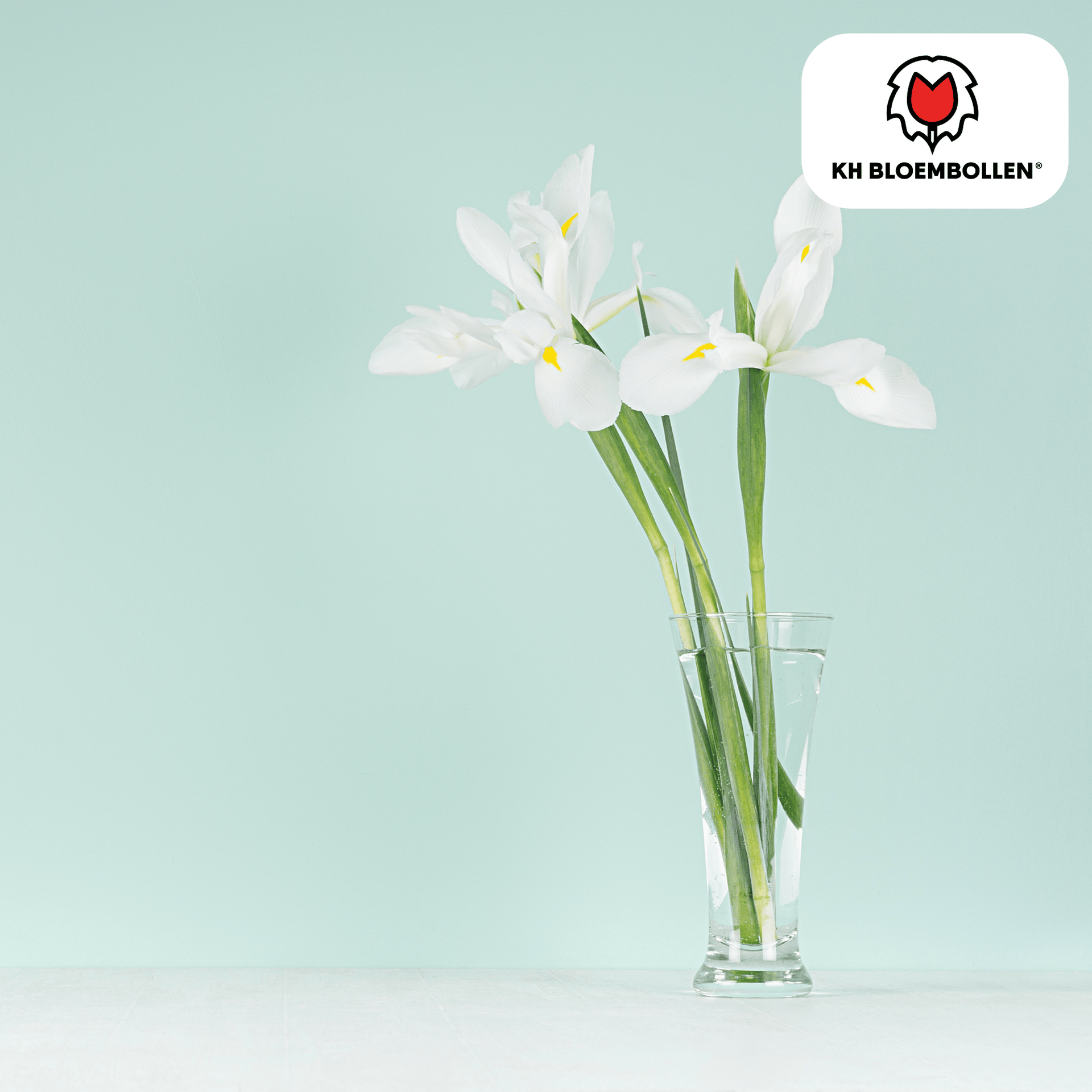 Iris Alaska - 25 Blumenzwiebeln