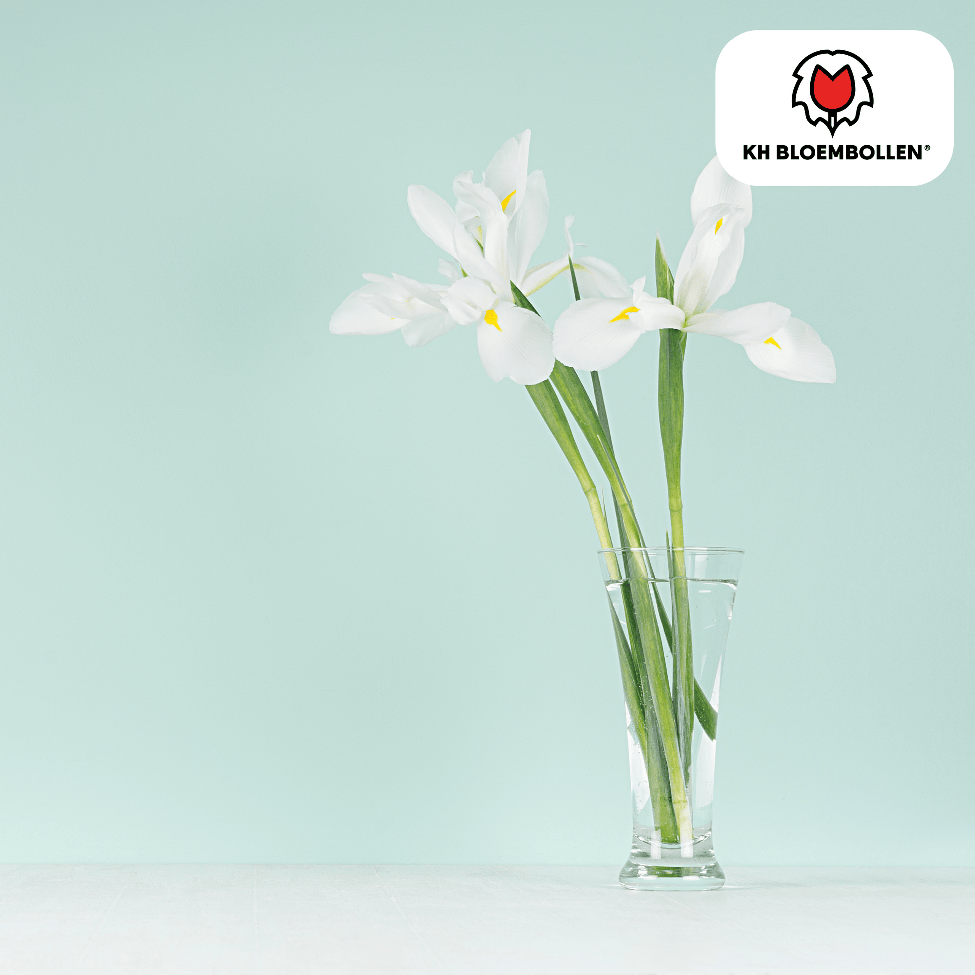 Iris Alaska 25 stuks