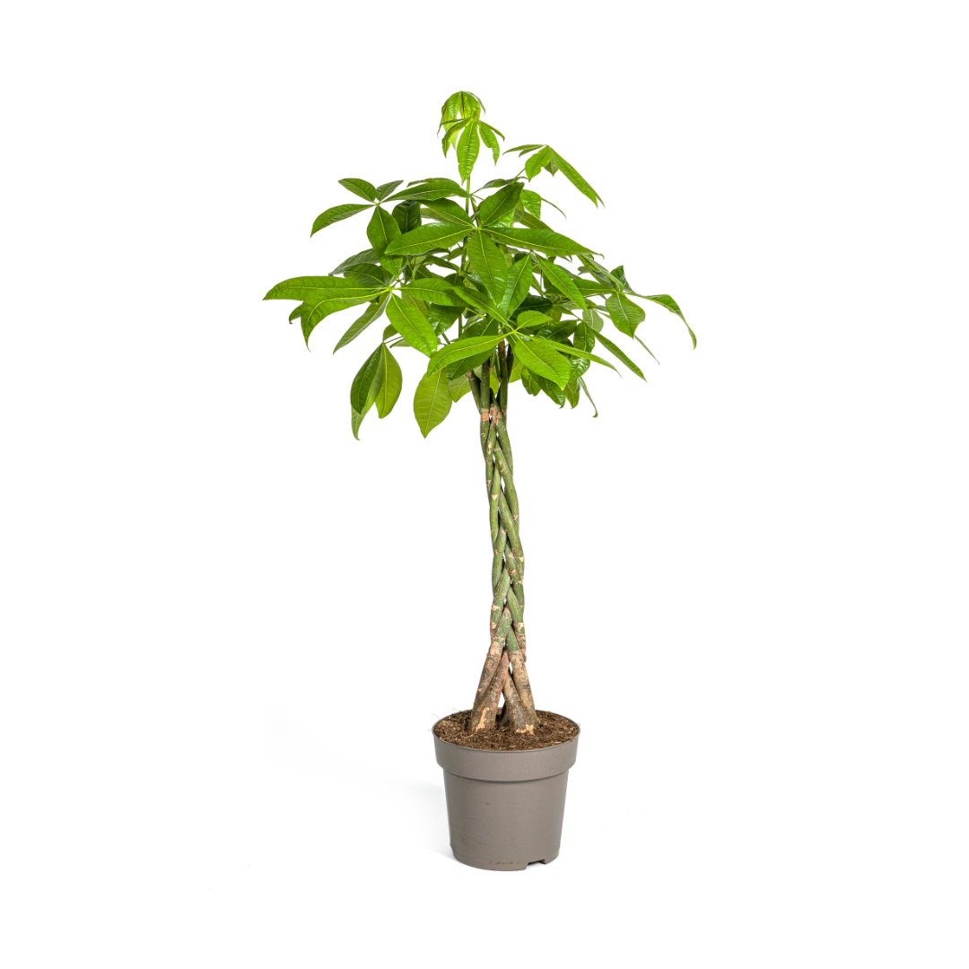Pachira aquatica (Glückskastanie) Ø27 cm – ca. 130–150 cm