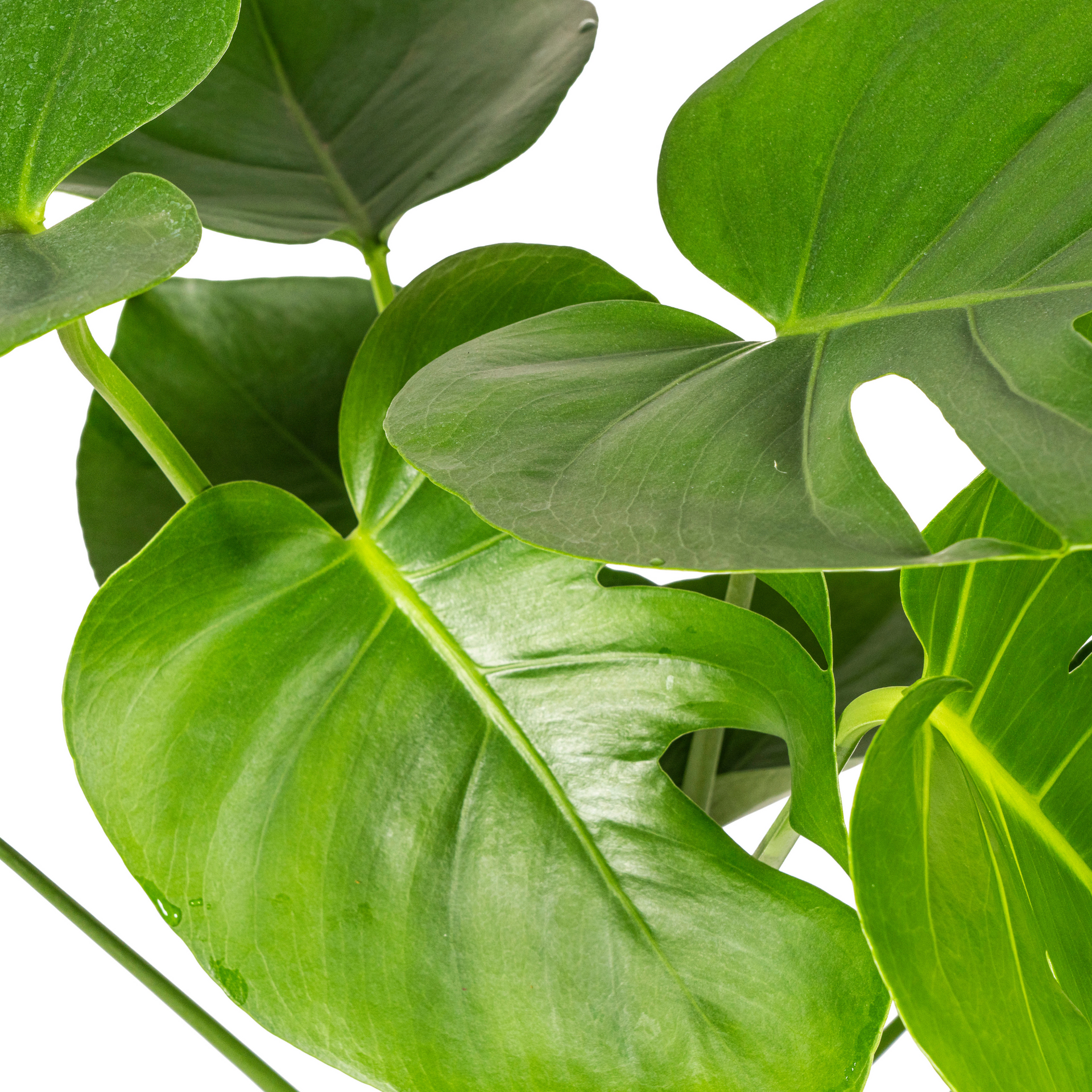 Monstera deliciosa Tauerii (Fensterblatt) Ø19 cm – ca. 70–90 cm
