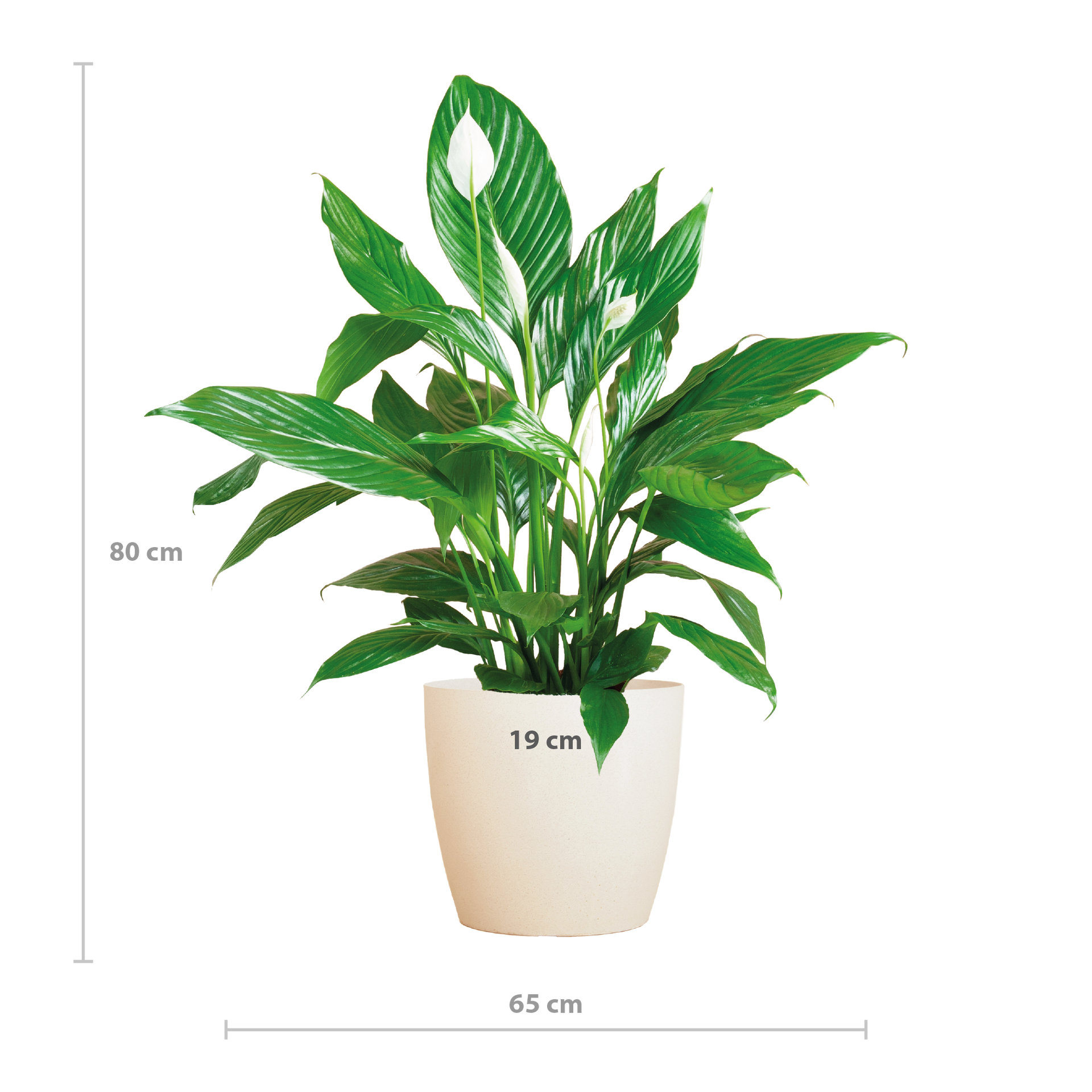 Spathiphyllum (Friedenslilie) mit Potter-Topf Weiß – 80 cm – Ø21 cm