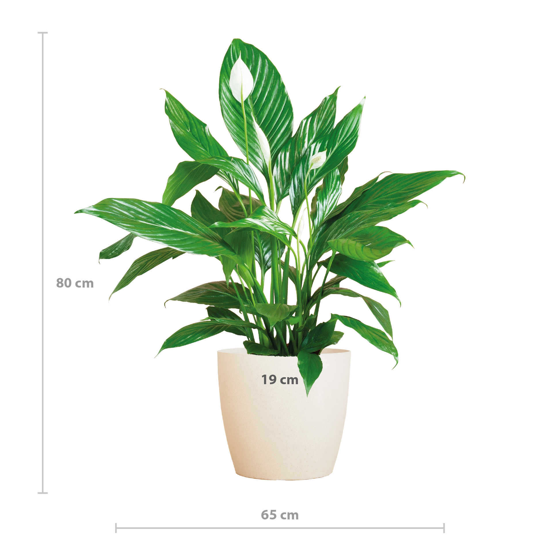 Spathiphyllum mit Viber weiß – 80 cm – Ø21