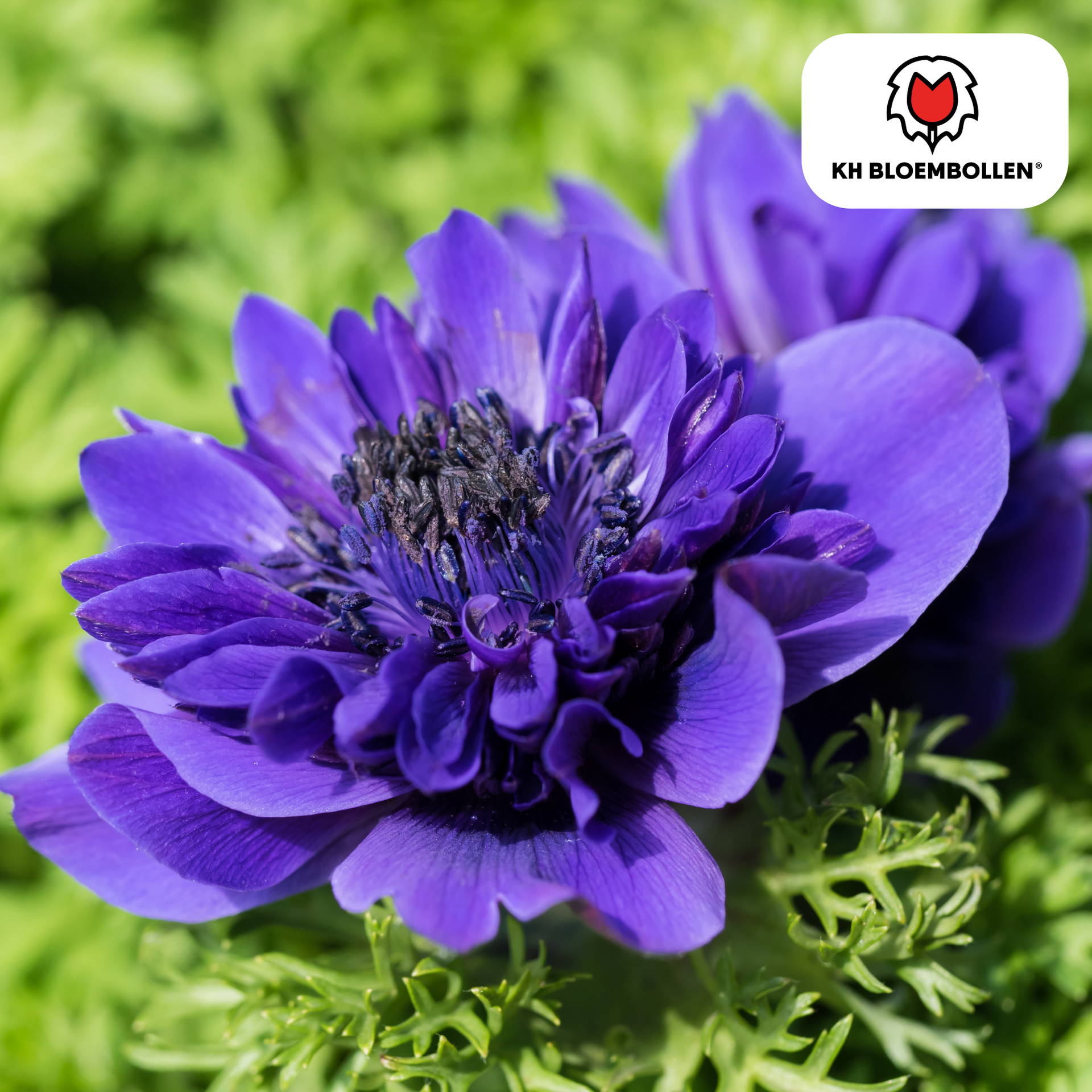 Gefüllte Anemonen - 30 Blumenzwiebeln - Farbmix