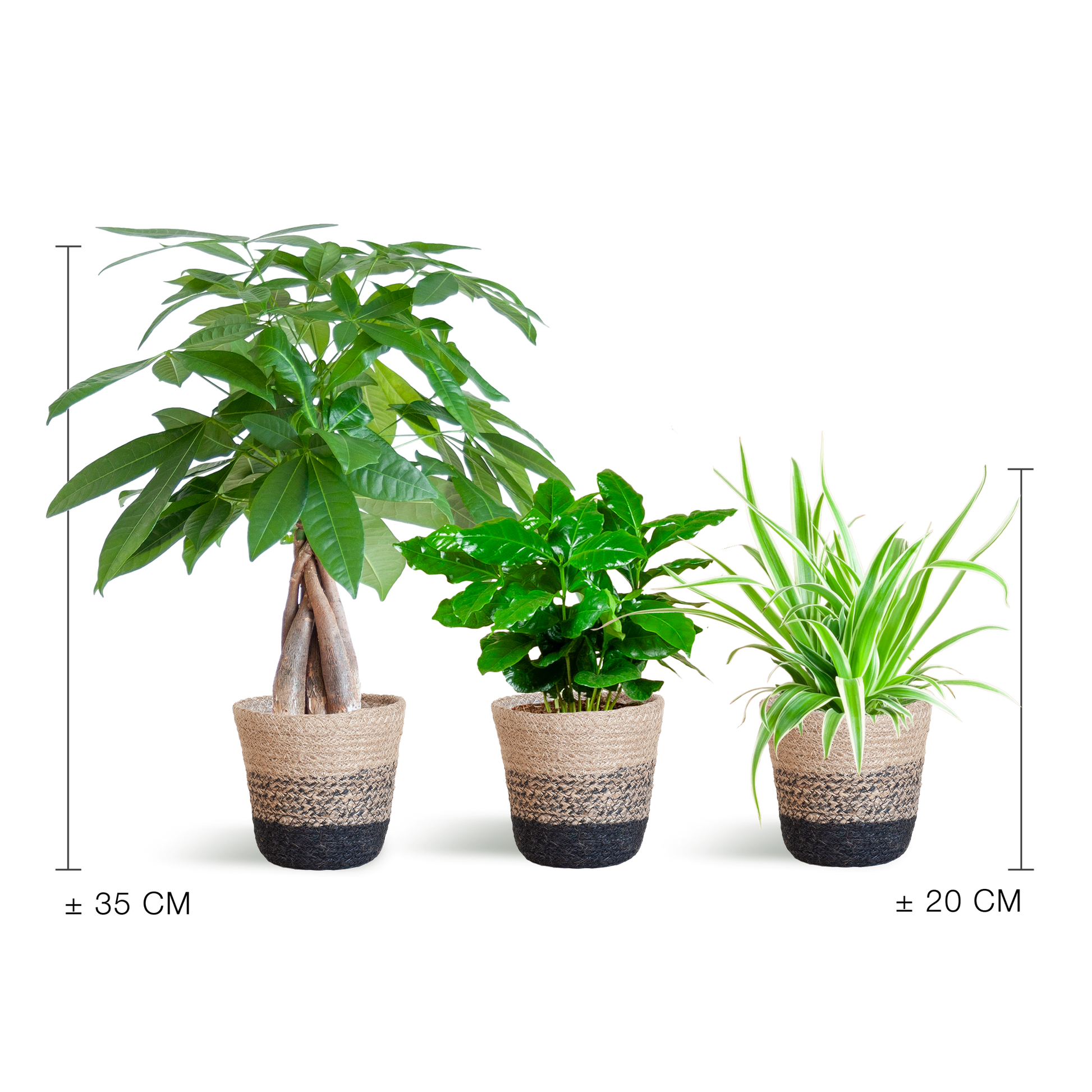 Tierfreundlicher Pflanzenkasten - klein - mit Korb Lissabon schwarz - Ø12