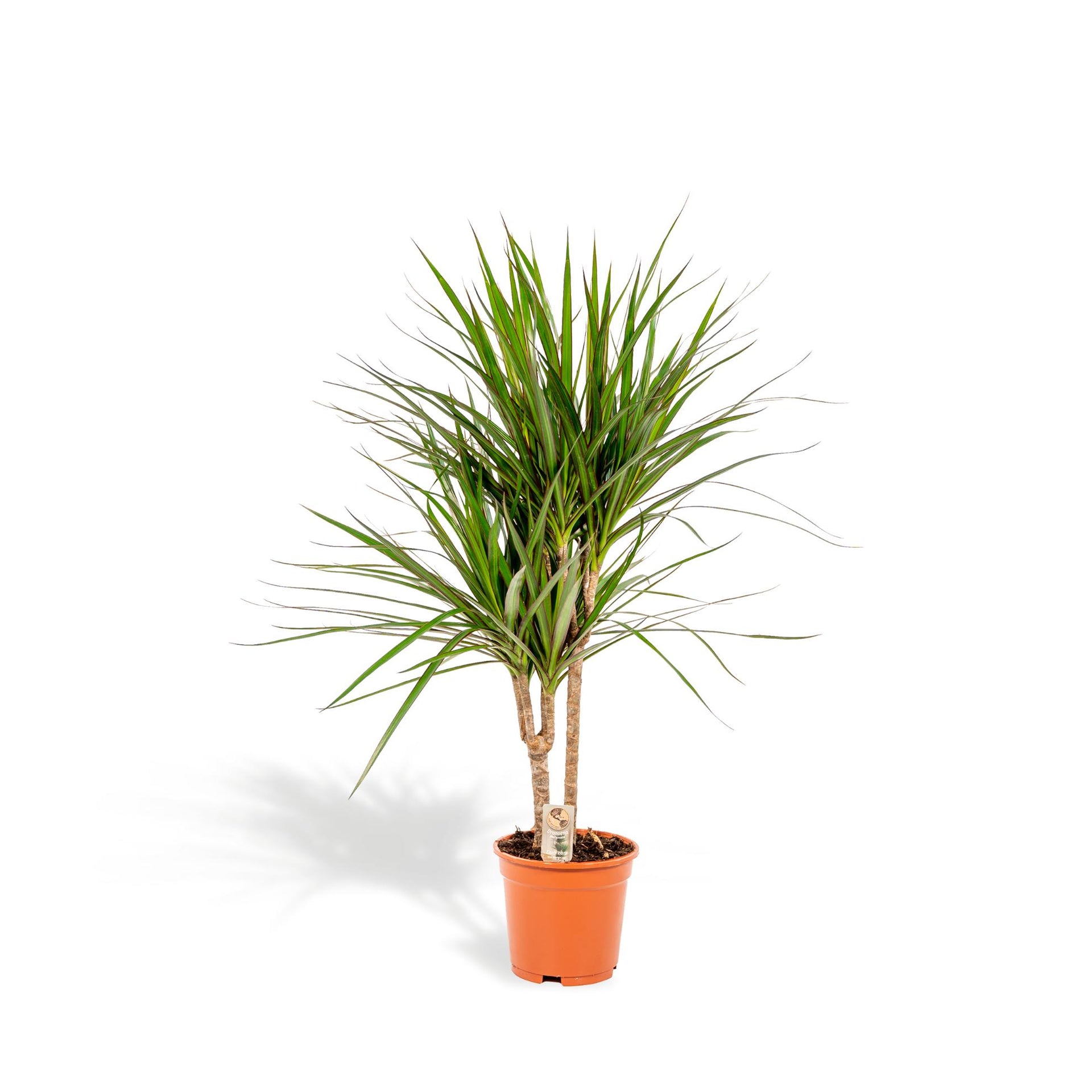 Dracaena marginata (Drachenbaum) – Ø17 cm – ca. 90 cm