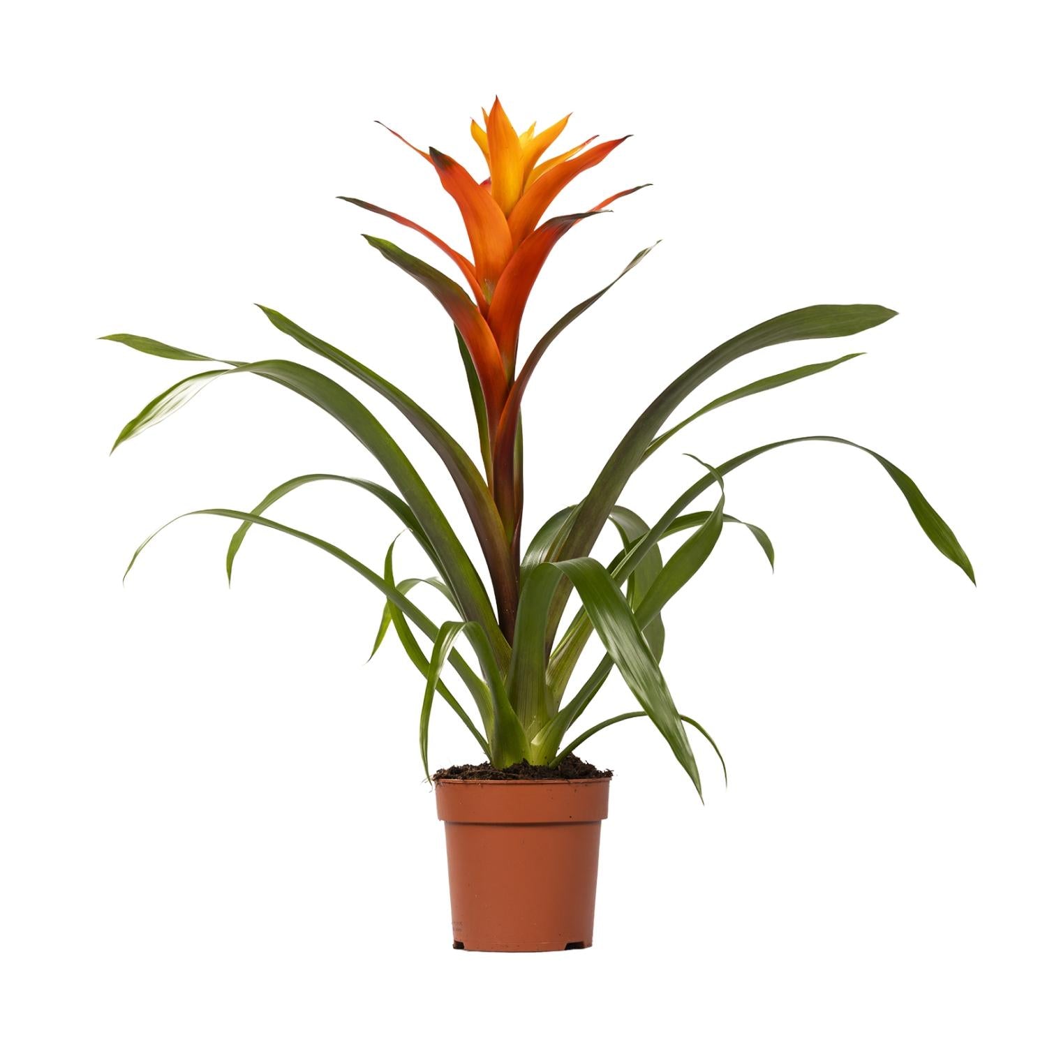 Guzmania Variada (Bromelie) – Ø12 cm – ca. 50 cm