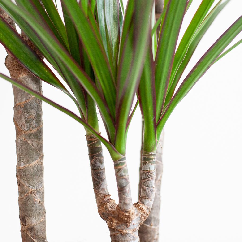 Dracaena marginata (Drachenbaum) mit Potter-Topf Grau