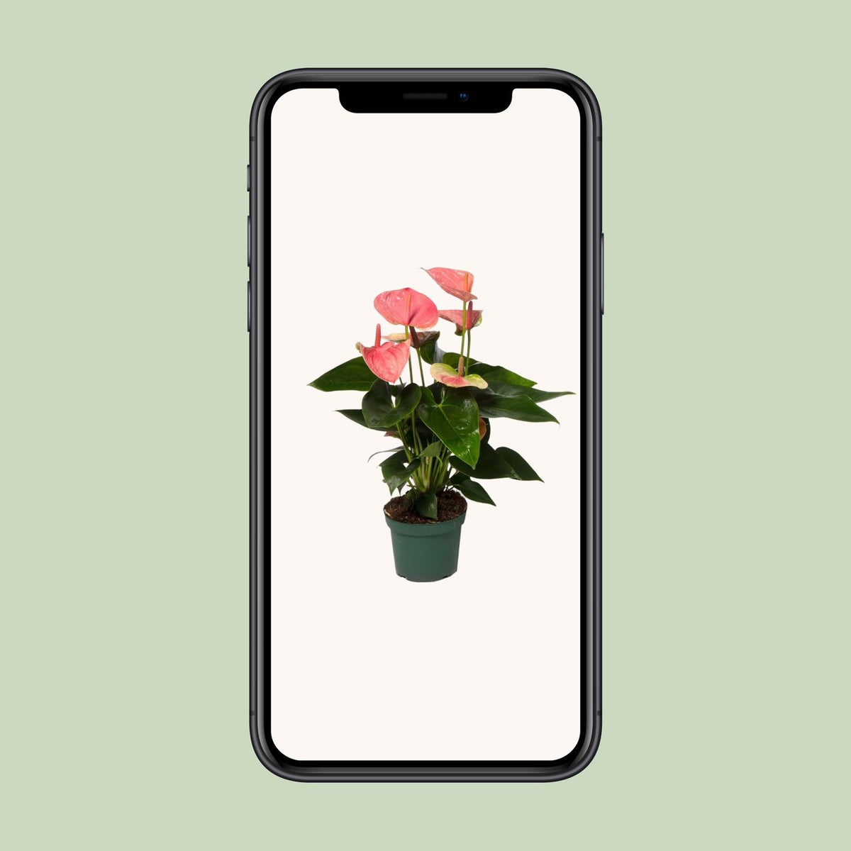 Anthurium Sweet Dream (Flamingoblume)