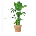 Strelitzia Nicolai XL mit Torun-Korb – 140 cm – Ø27