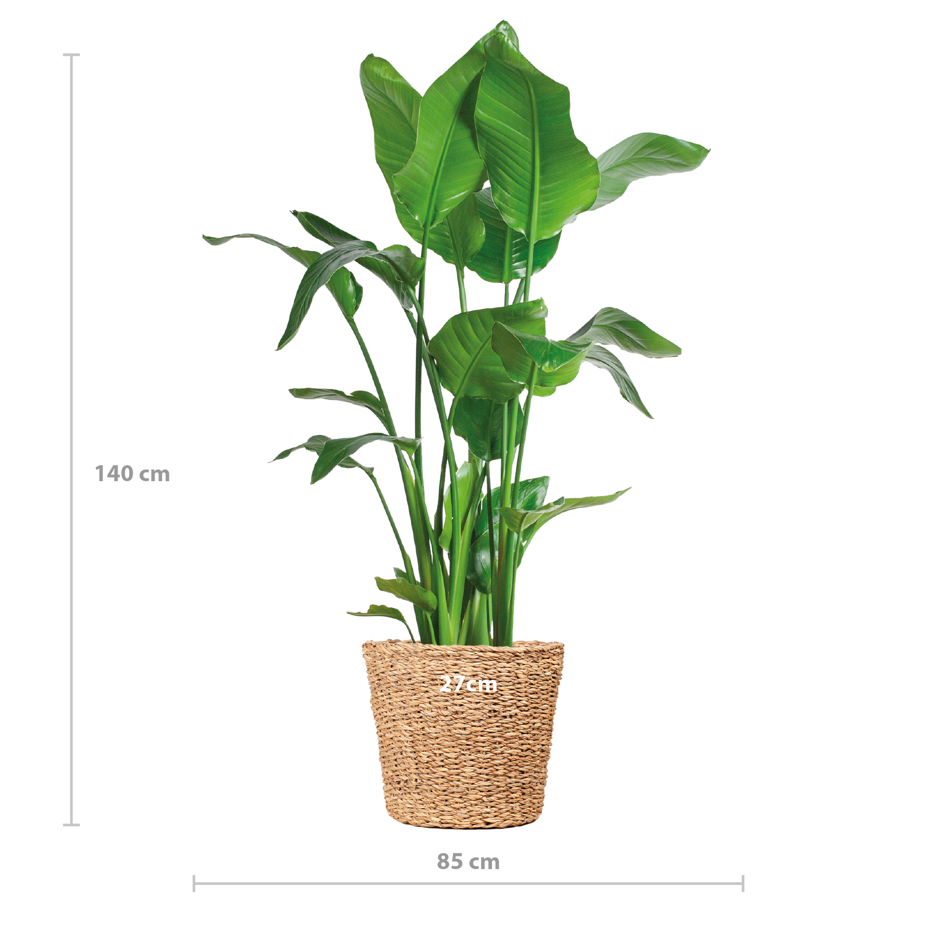 Strelitzia nicolai (Paradiesvogelpflanze) XL mit Torun-Korb