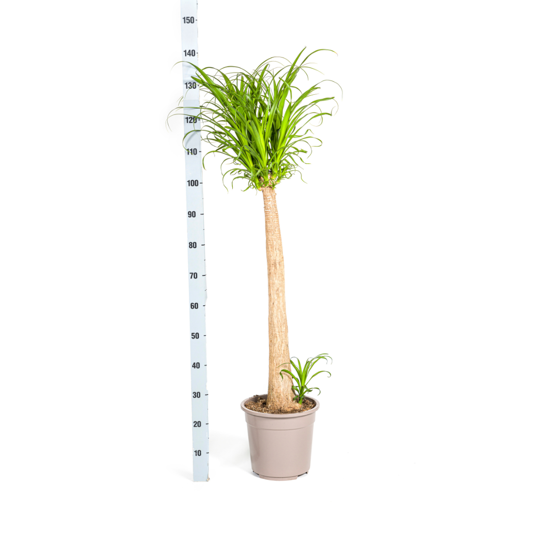 Beaucarnea recurvata (Elefantenfuß) Stamm Ø27 cm – ca. 110–130 cm