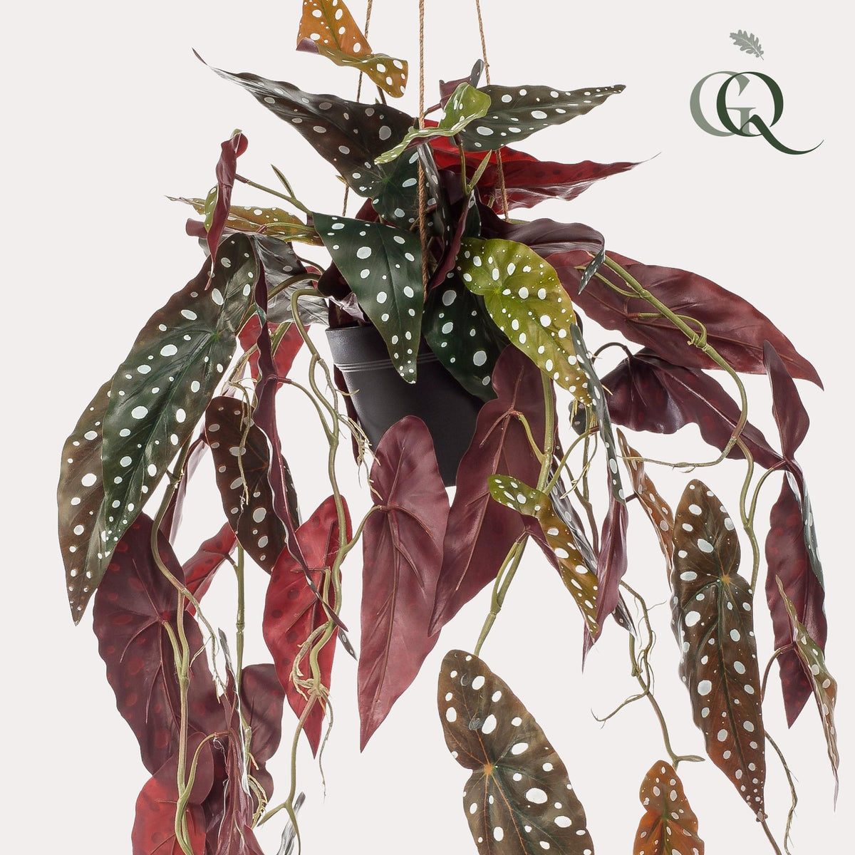 Kunstpflanze - Begonia Maculata - Forellenbegonie
