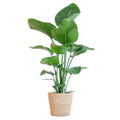 Strelitzia Nicolai mit Korb Sofia natur - 80cm - Ø21
