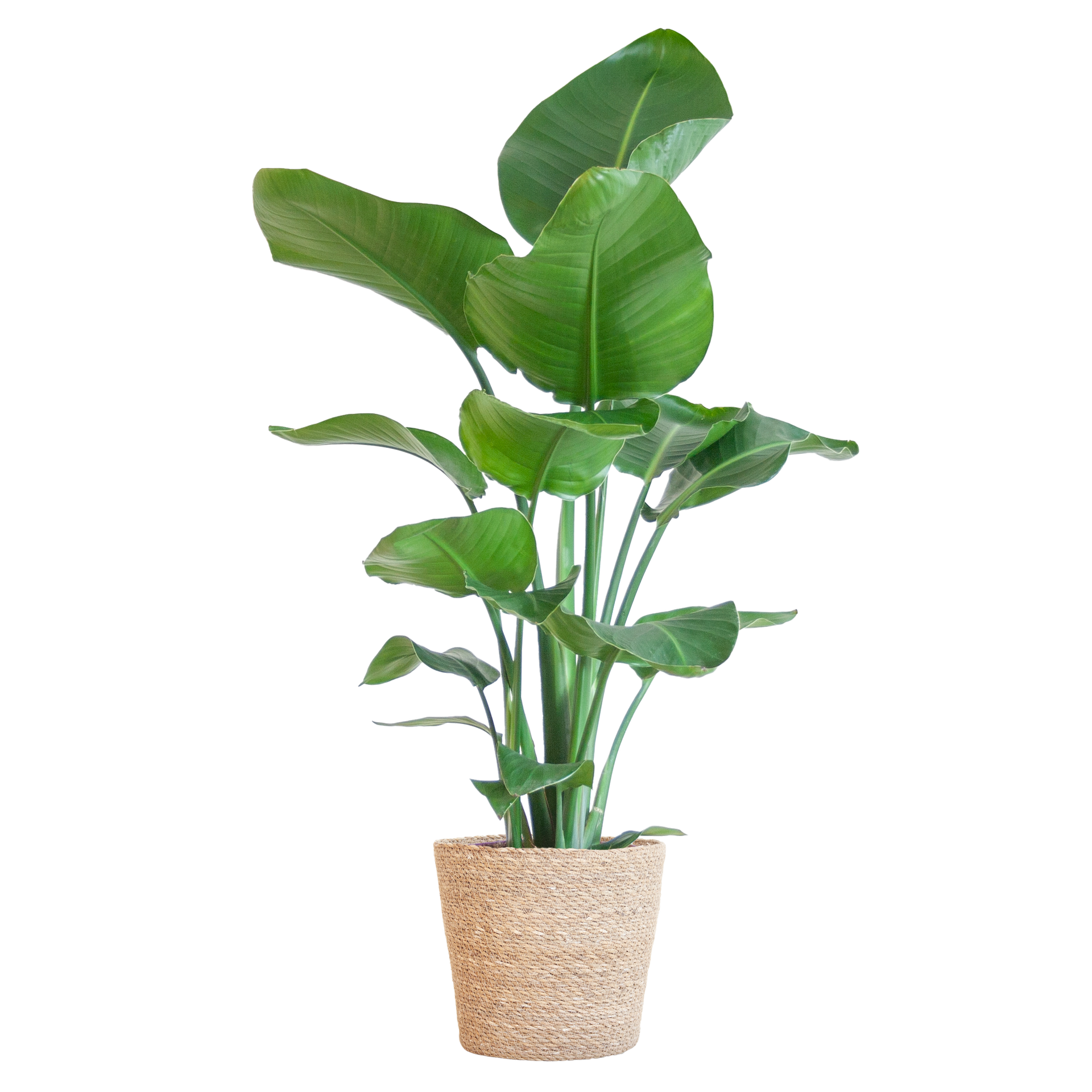 Strelitzia nicolai (Paradiesvogelpflanze) mit Seegras-Korb Natur – 80 cm – Ø21 cm