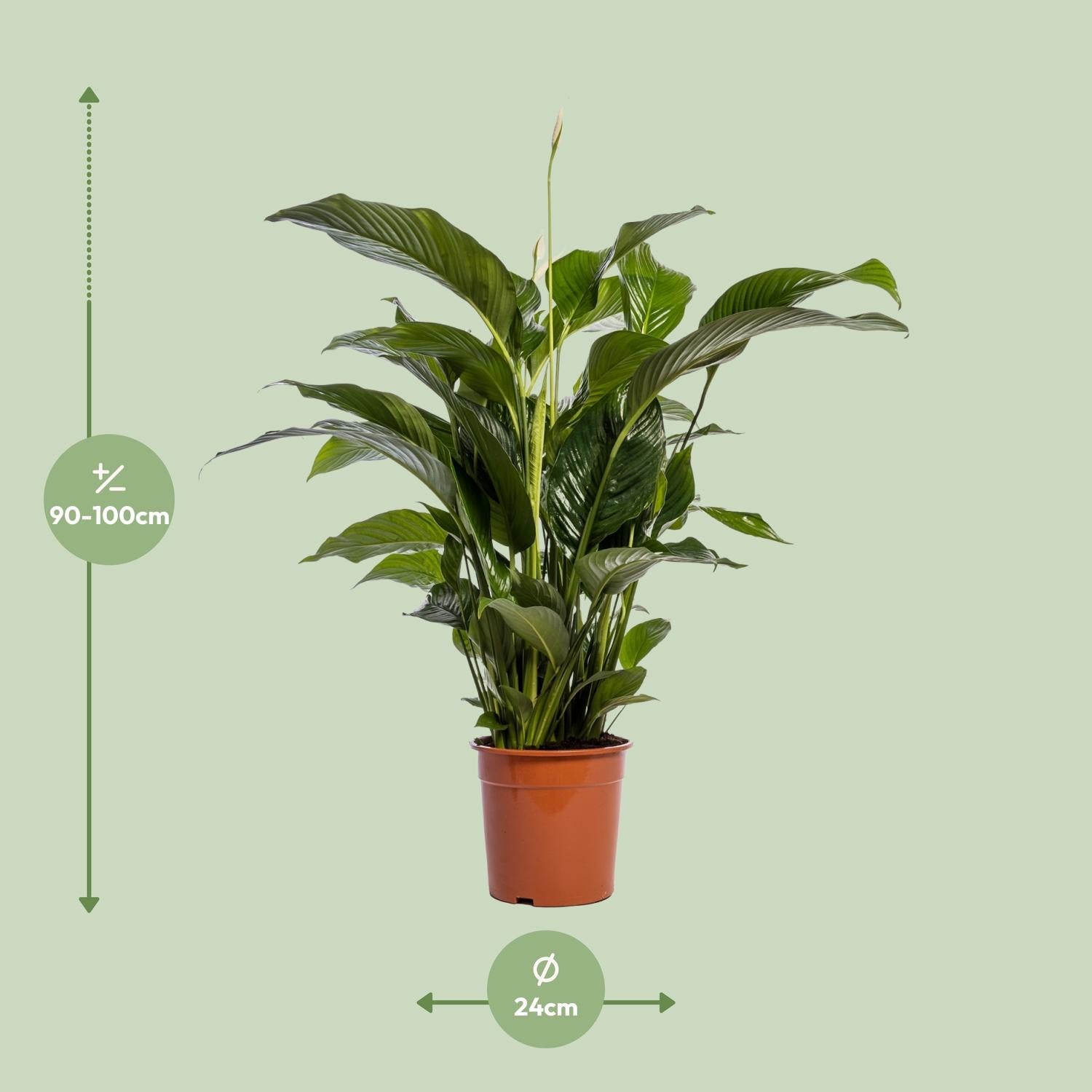 Spathiphyllum (Friedenslilie) Bellini – Ø24 cm – ca. 100 cm