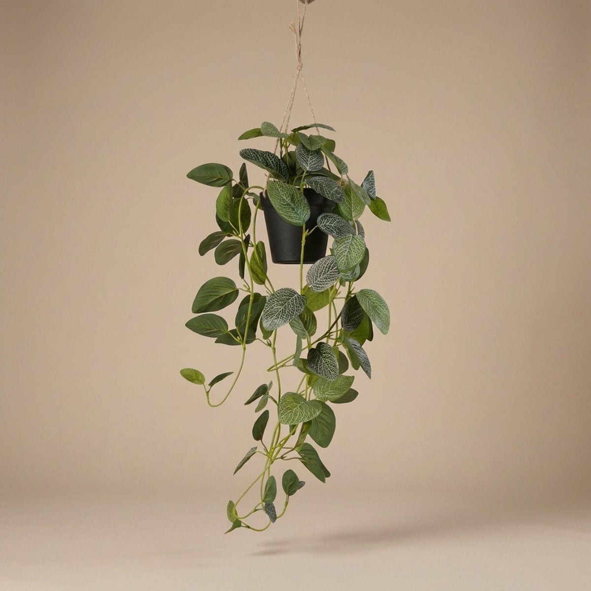 Fittonia - Hanging in pot - 70 cm - Artificial