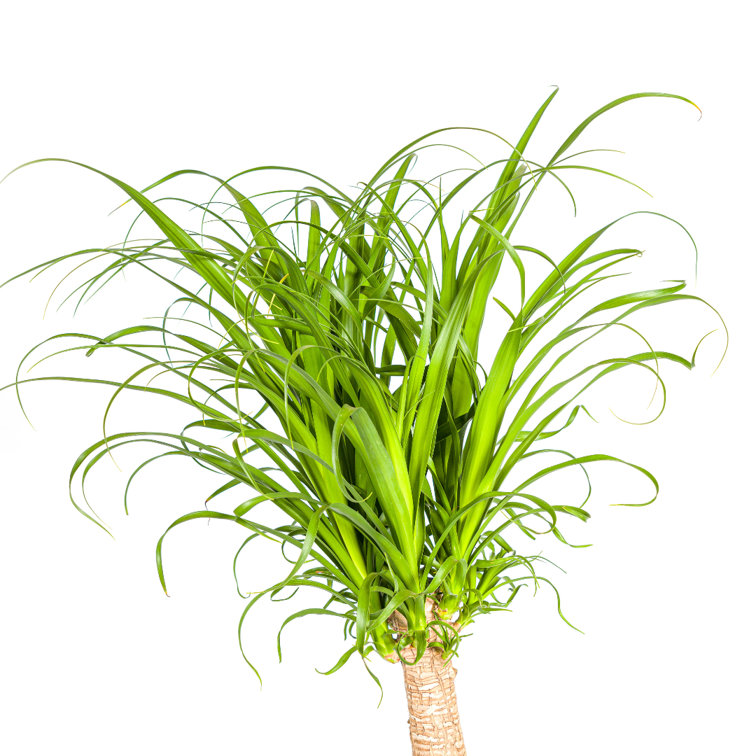 Beaucarnea recurvata (Elefantenfuß) Stamm Ø27 cm – ca. 110–130 cm