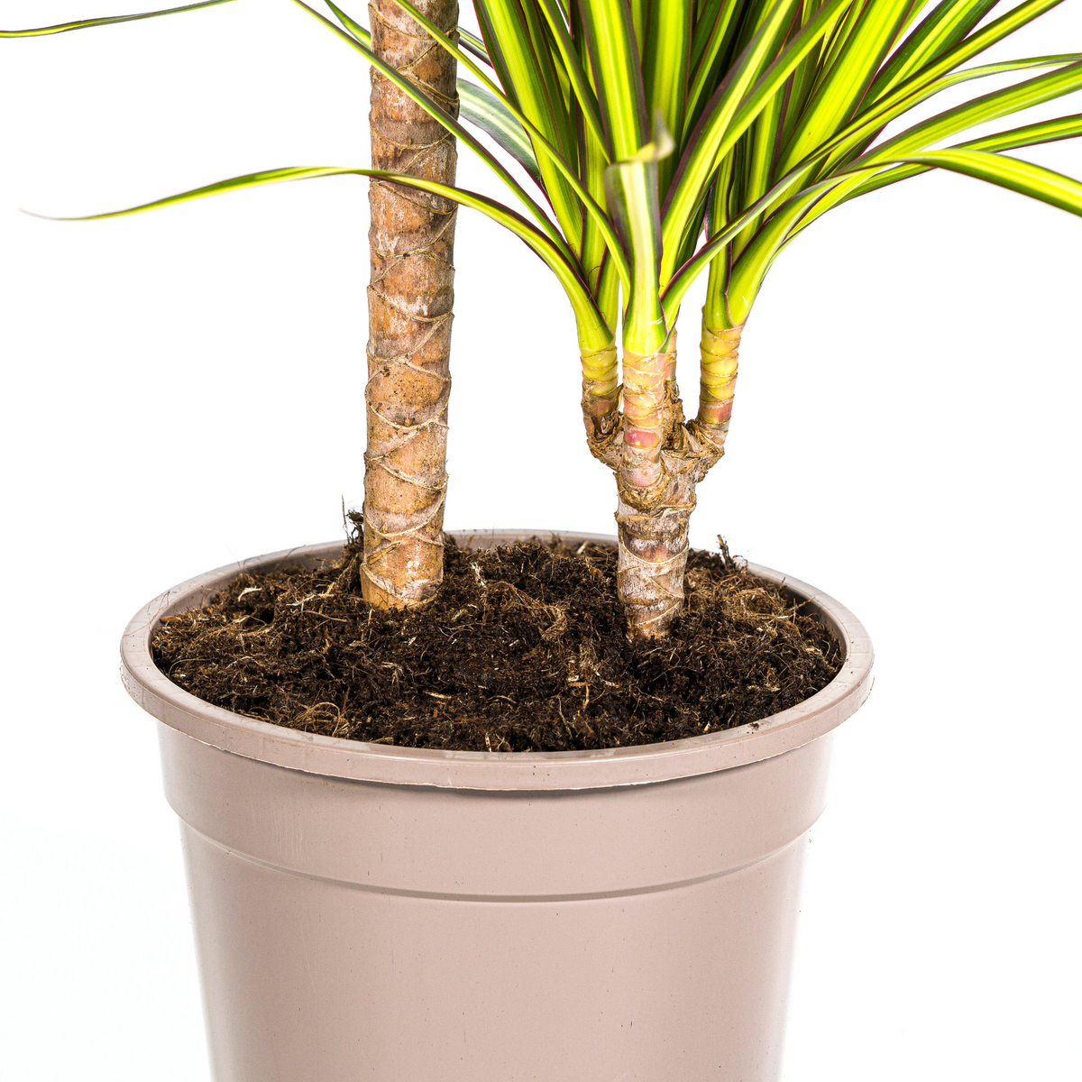 Dracaena marginata Sunray (Drachenbaum)