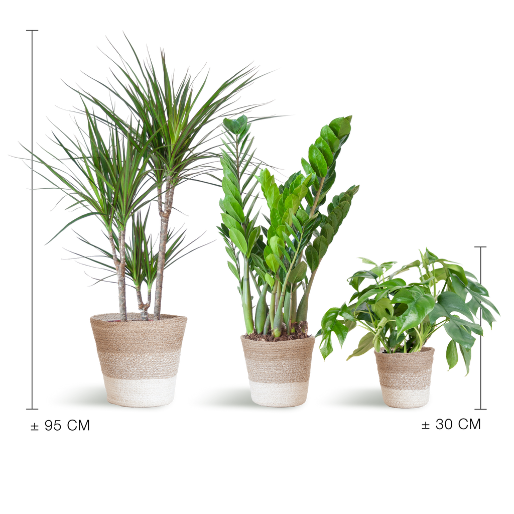 Shade Pflanzkasten - medium - mit Korb Lissabon weiß