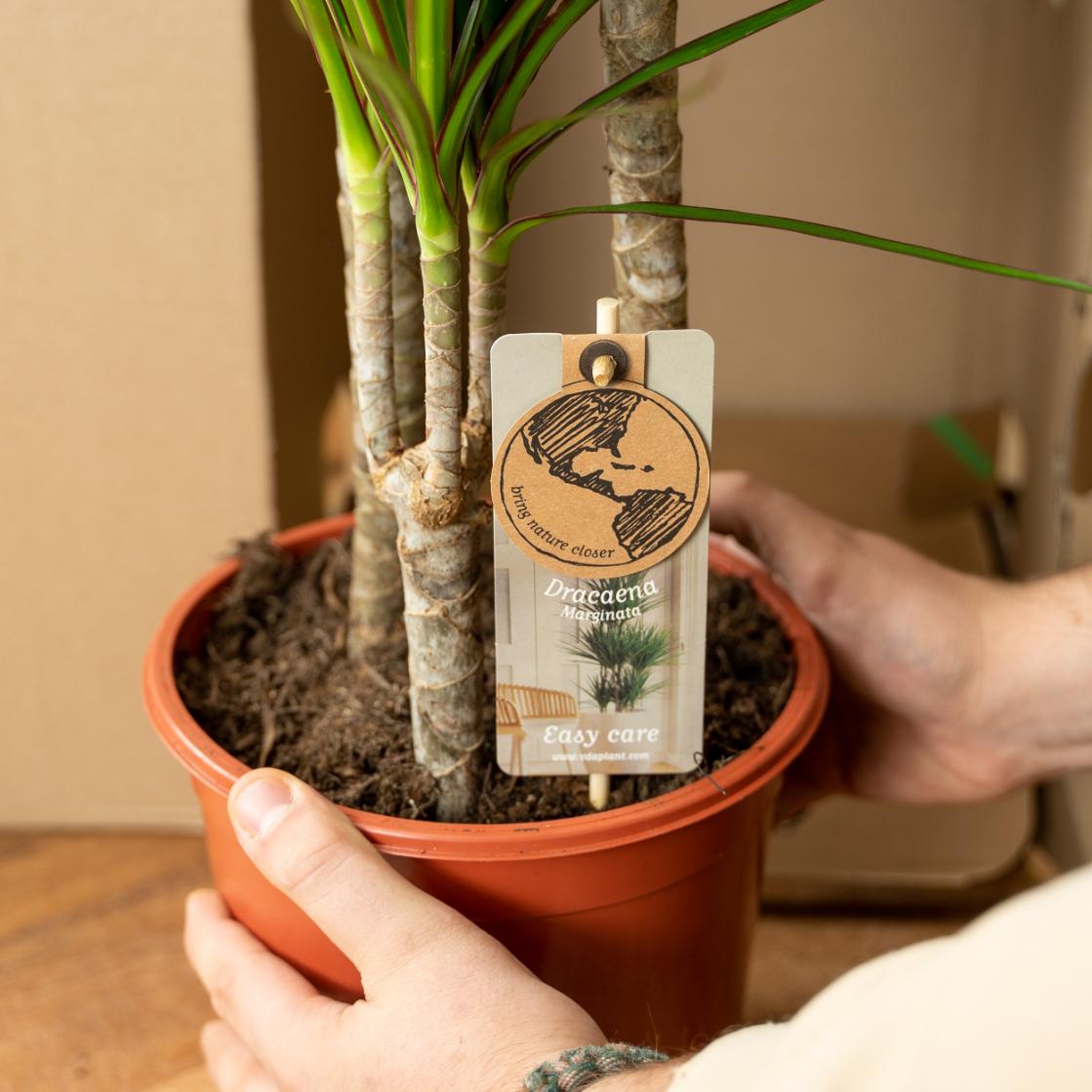 Dracaena marginata (Drachenbaum) – Ø17 cm – ca. 90 cm