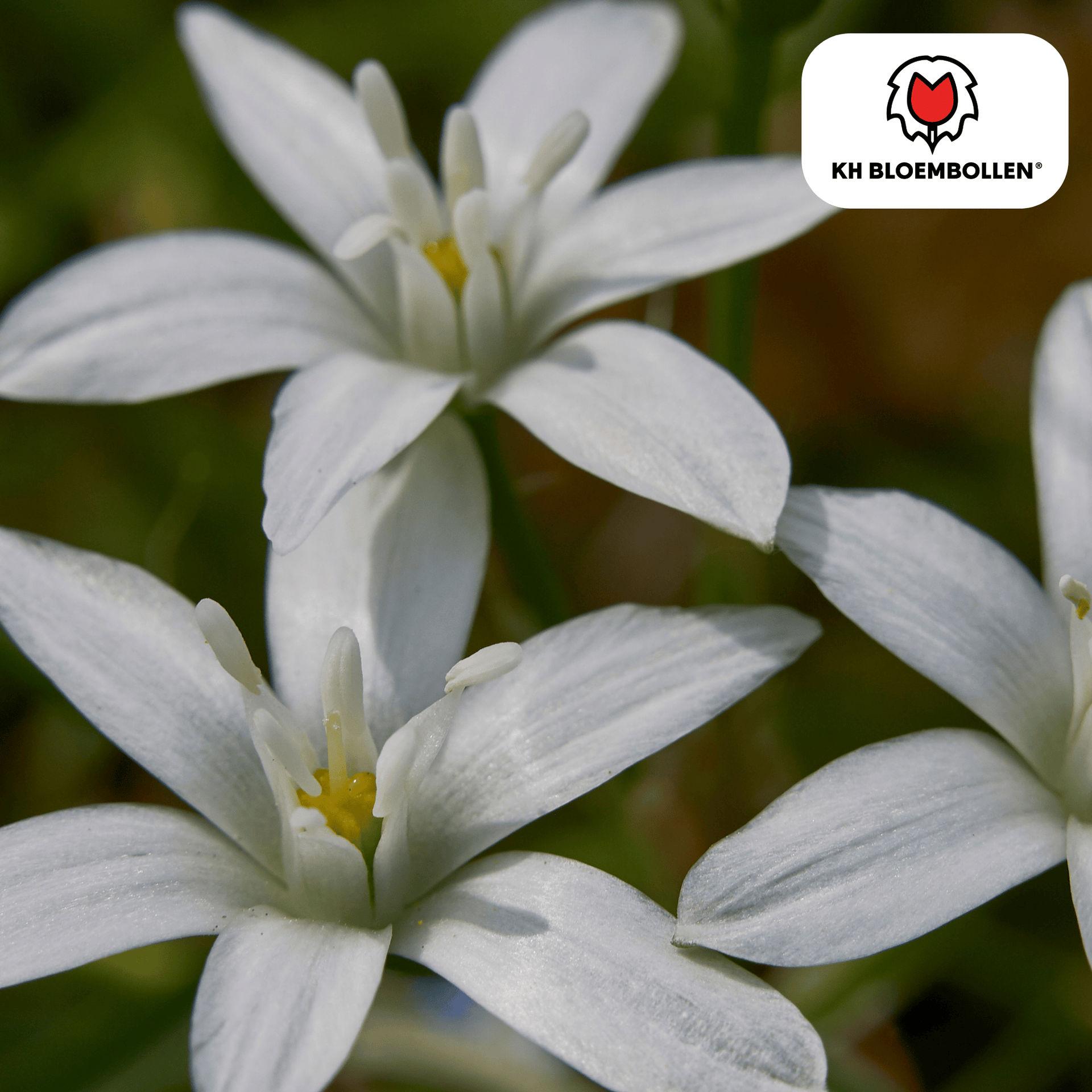Vogelmilch (Ornithogalum) - 30 Blumenzwiebeln