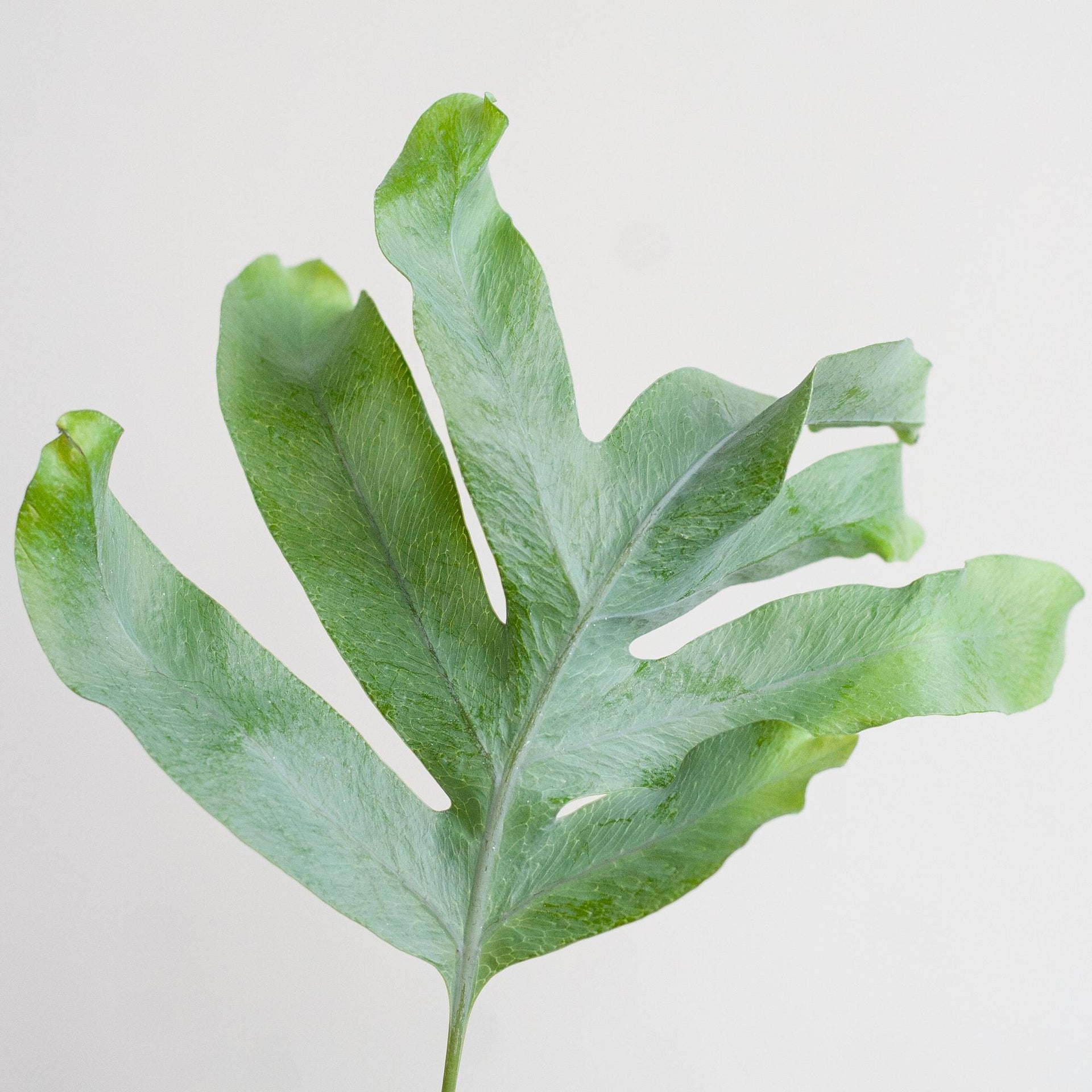 Phlebodium aureum 'Blue Star' (Blaufarn) mit Vibes-Topf Grau