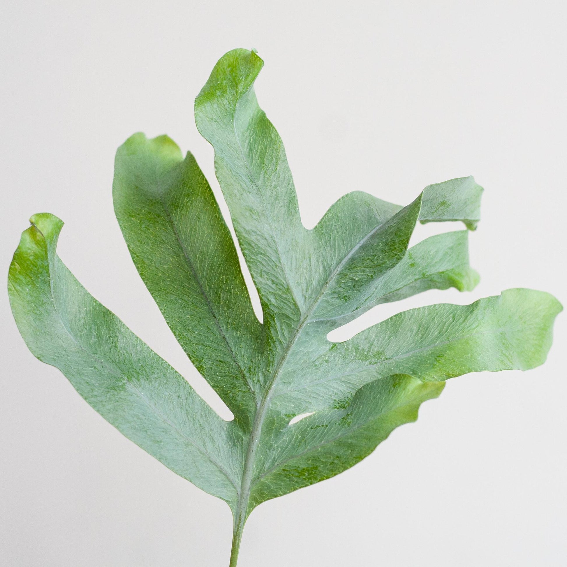 Phlebodium Aureum 'Blue Star' mit Vibergrau - 40cm - Ø17