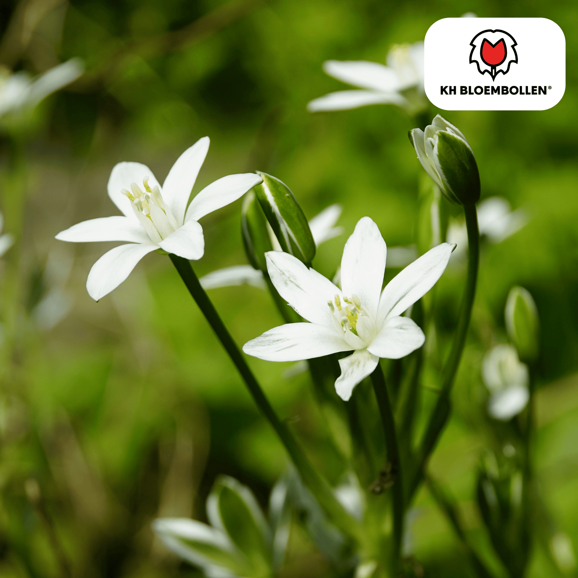 Vogelmilch (Ornithogalum) – 30 Blumenzwiebeln