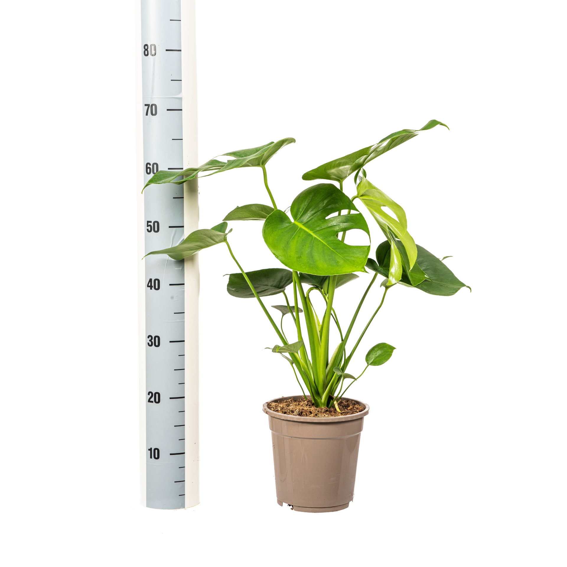 Monstera deliciosa Tauerii (Fensterblatt) Ø19 cm – ca. 70–90 cm