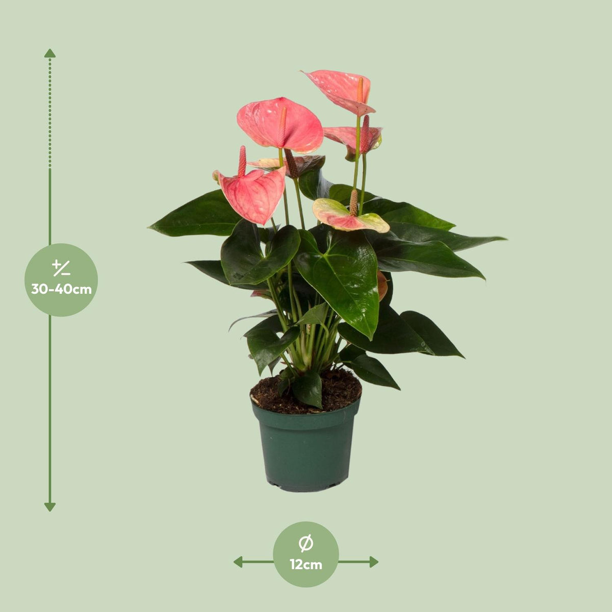 Anthurium Sweet Dream (Flamingoblume)